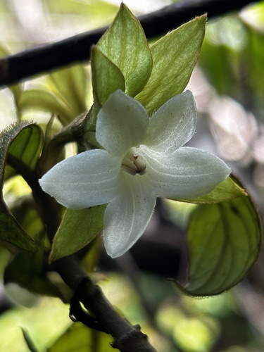 Cyrtandra kamoolaensis observed 2024-08-21