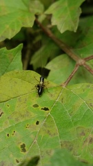 Conocephalus nigropleurum