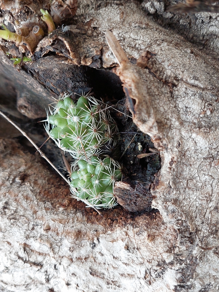 Mammillaria vetula