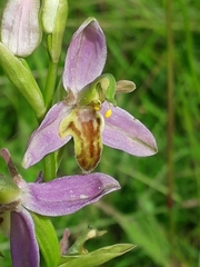 Ophrys apifera trollii