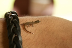 Sphaerodactylus clenchi clenchi