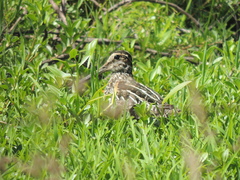 Gallinago paraguaiae