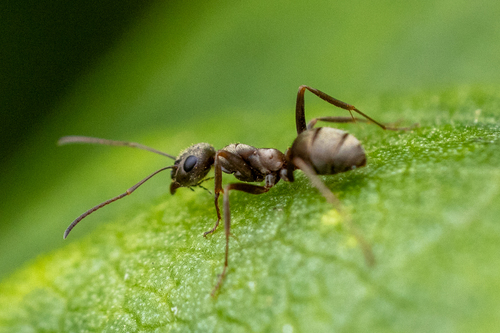 Formica cinerea