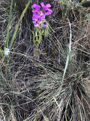 Clarkia pulchella