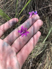 Clarkia pulchella