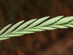 Elymus athericus