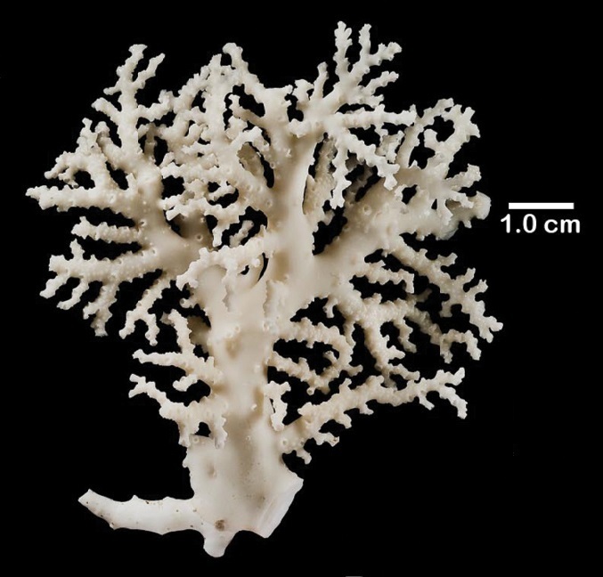 Stylaster parageus
