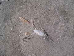 Grimothea planipes