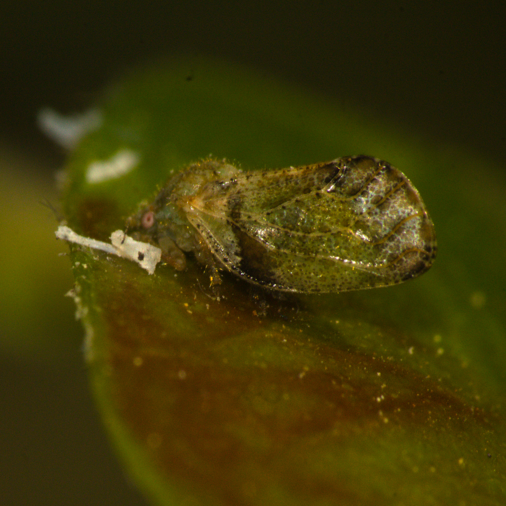 Tuthillia myrcianthis
