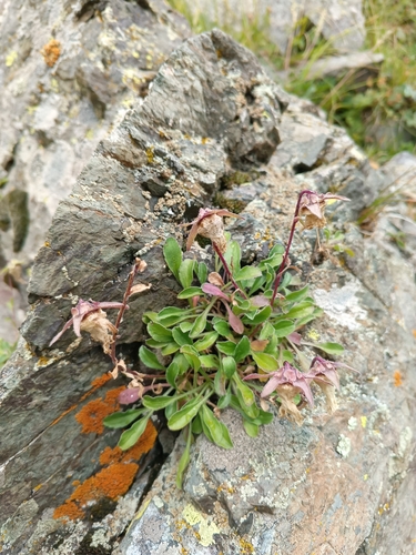 Campanula saxifraga, photograph 5