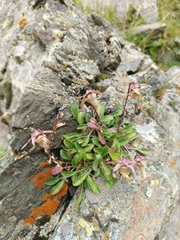 Campanula saxifraga, photograph (c) Maria Kohanovskaya, some rights reserved (CC BY)