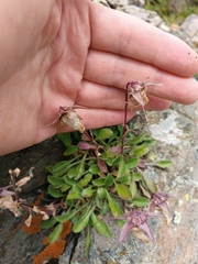 Campanula saxifraga, photograph (c) Maria Kohanovskaya, some rights reserved (CC BY)