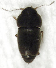 Ptiliodes amplicollis