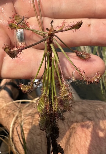 Image of Drosera madagascariensis by (c) Robert Taylor, some rights reserved (CC BY)