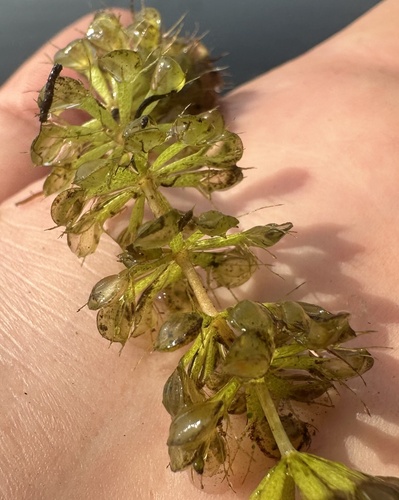 Aldrovanda vesiculosa, photograph 4