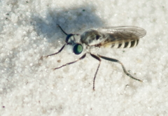 Laphystia