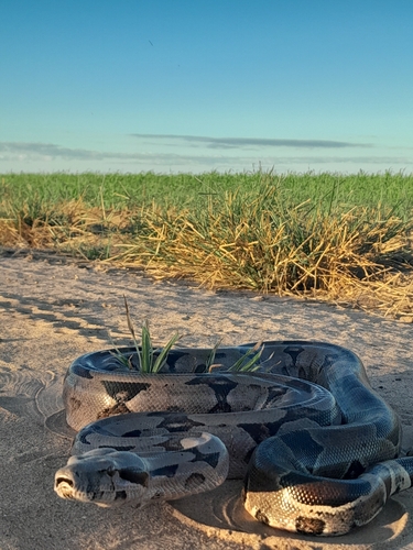 Boa Constrictor