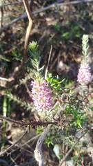 Amphithalea ericifolia ericifolia