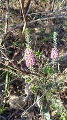 Amphithalea ericifolia ericifolia