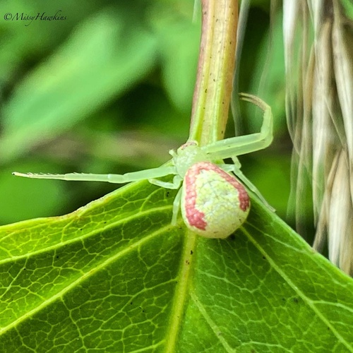 American Green Crab Spider