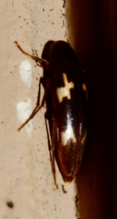 Dircaea liturata