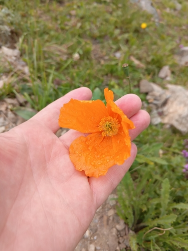 Papaver oreophilum