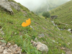 Maria Kohanovskaya, CC BY, iNaturalist via GBIF Papaver oreophilum, photograph Maria Kohanovskaya, CC BY, iNaturalist via GBIF