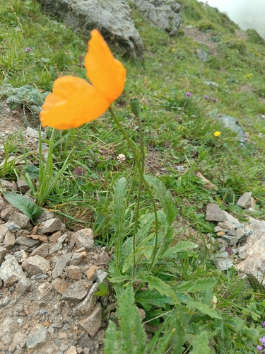 Papaver oreophilum, photograph 2