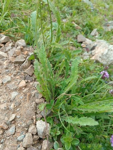 Papaver oreophilum, photograph 3