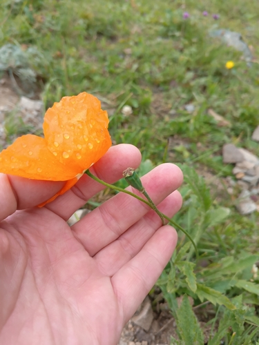Papaver oreophilum, photograph 4