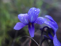 Viola decumbens