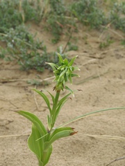 Epipactis dunensis
