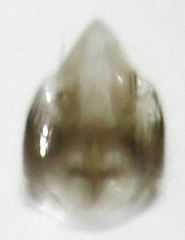 Ptiliodes amplicollis