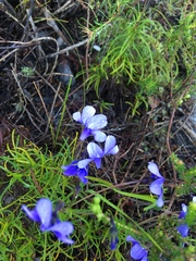 Viola decumbens