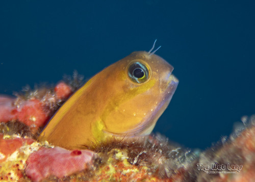 Midas Combtooth Blenny — seen at this dive site