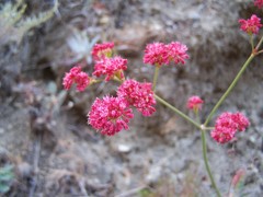 Eriogonum grande rubescens