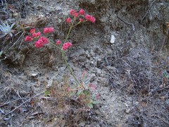Eriogonum grande rubescens