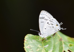 Hypolycaena kina
