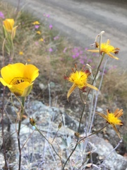 Calochortus clavatus
