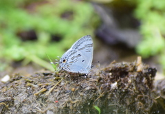 Hypolycaena kina