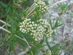 Baccharis plummerae