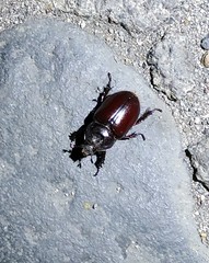 Strategus aloeus
