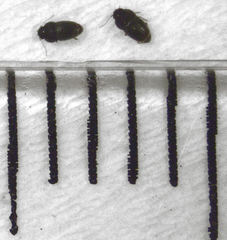 Ptiliodes amplicollis