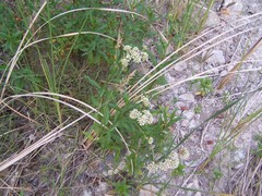 Baccharis plummerae