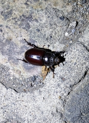 Strategus aloeus