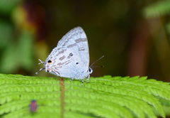 Hypolycaena kina