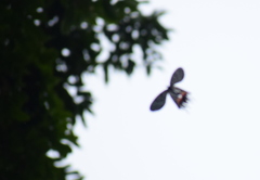 Bhutanitis lidderdalii