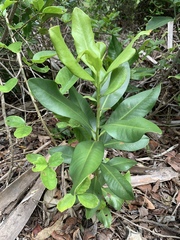 Myrsine cubana