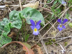 Viola tricolor curtisii