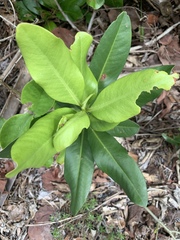 Myrsine cubana